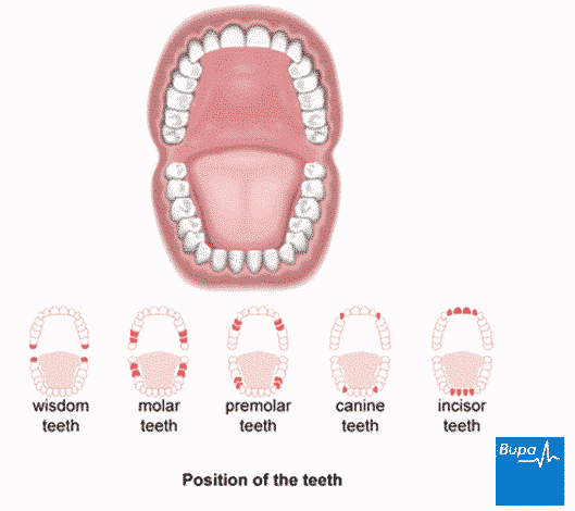 position of the teeth